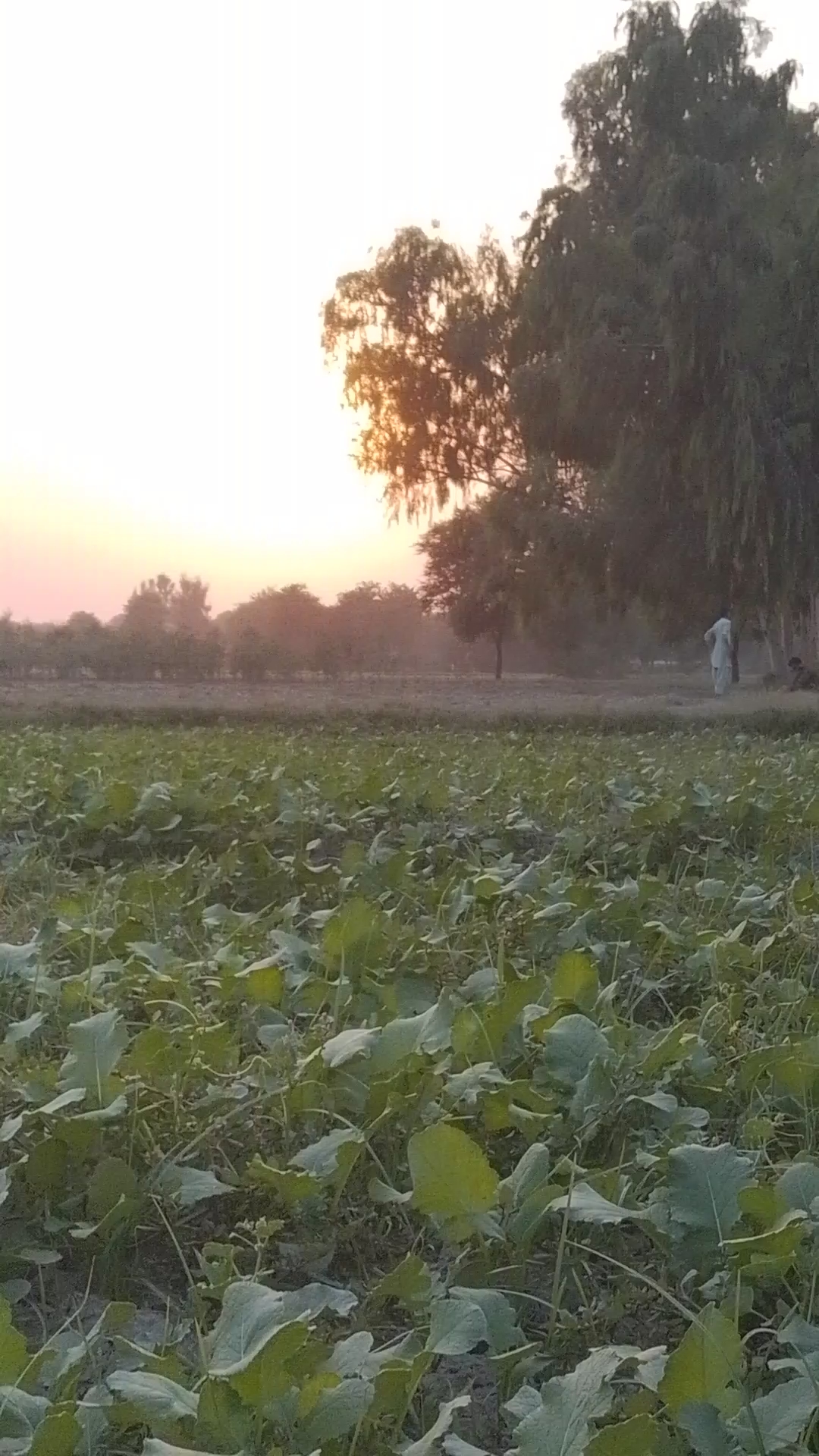 میرا blog