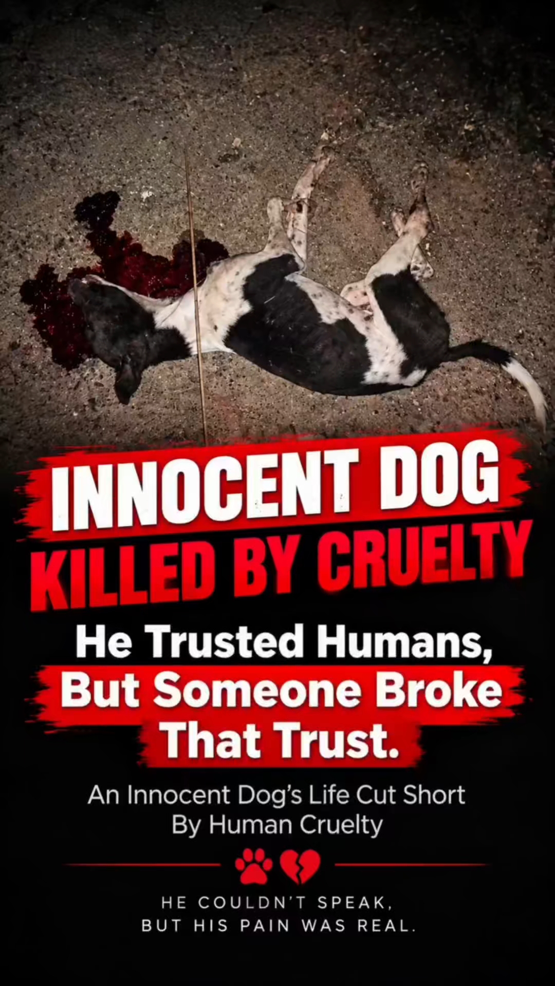 💔 He Trusted Humans… But Someone Took His Life 🐾😭