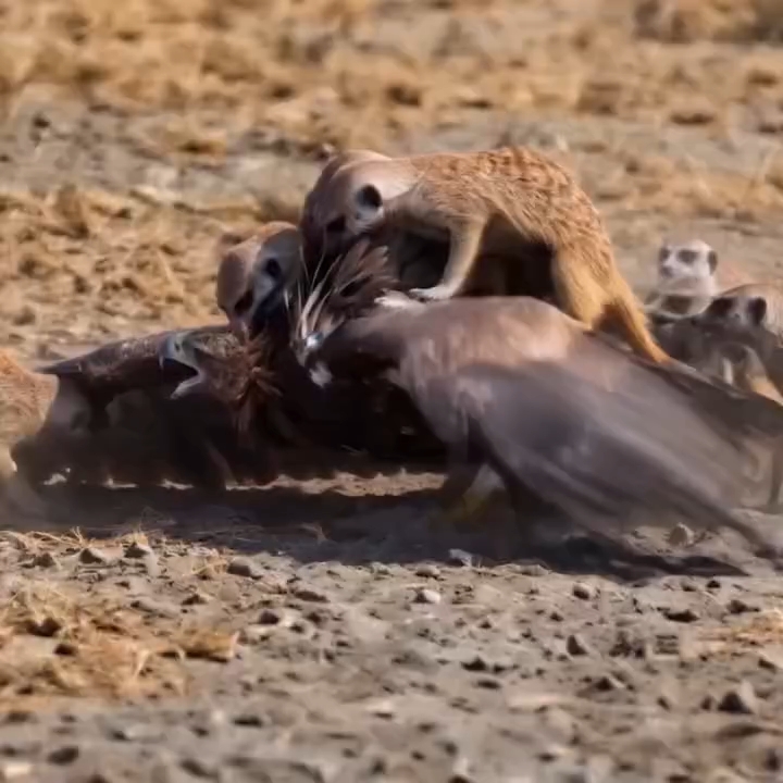 Wild animals part 2