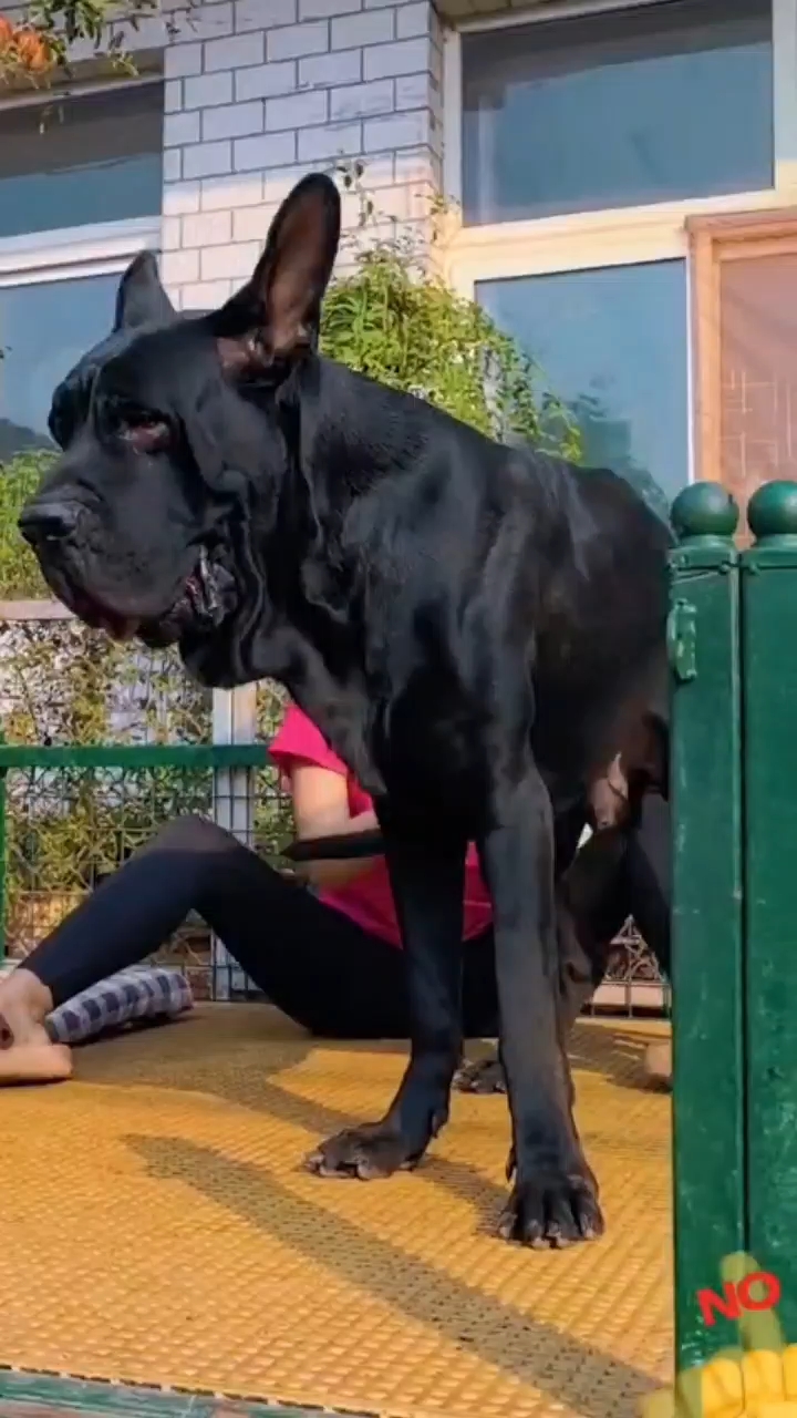 #doglove#doglife#dogshort#viral#viralvideo