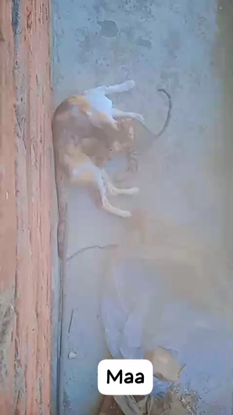 • #viral
• #trending
• #foryou
• #explore
• #viralvideo
• #trendingvideo
• #shortsvideo (यूट्यूब क