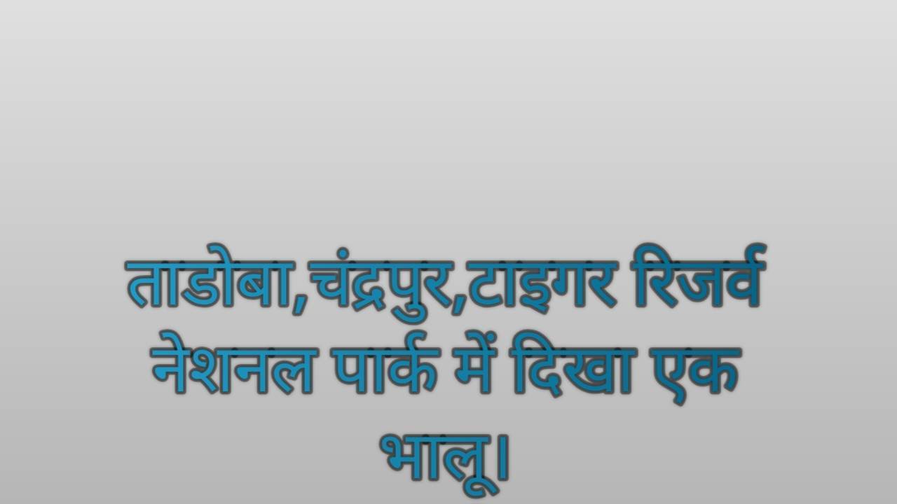 ताडोब,चंद्रपुर,(भारत)टाइगर रिजर्व नेशनल पार्क में दिखा एक भालू।