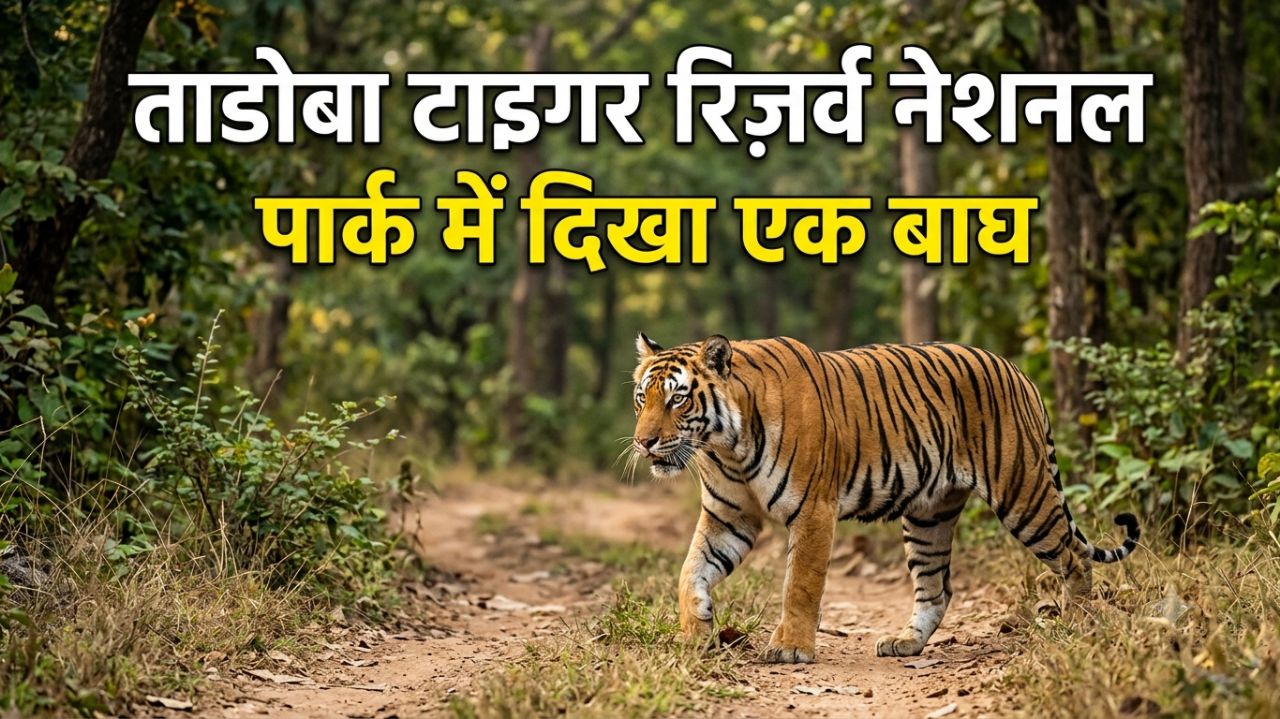 ताडोब,चंद्रपुर, टाइगर रिजर्व नेशनल पार्क में दिखा एक बाघ।