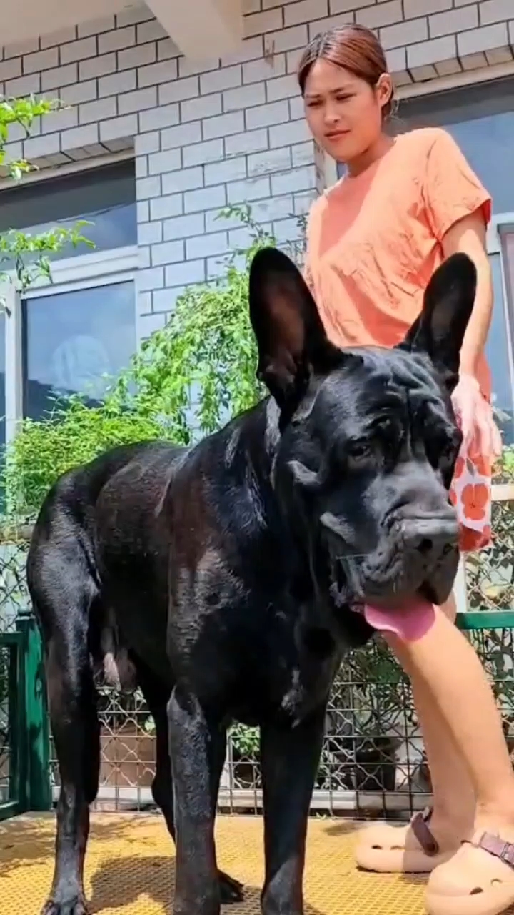 #dogs#doglife#dogshort#dogvideo