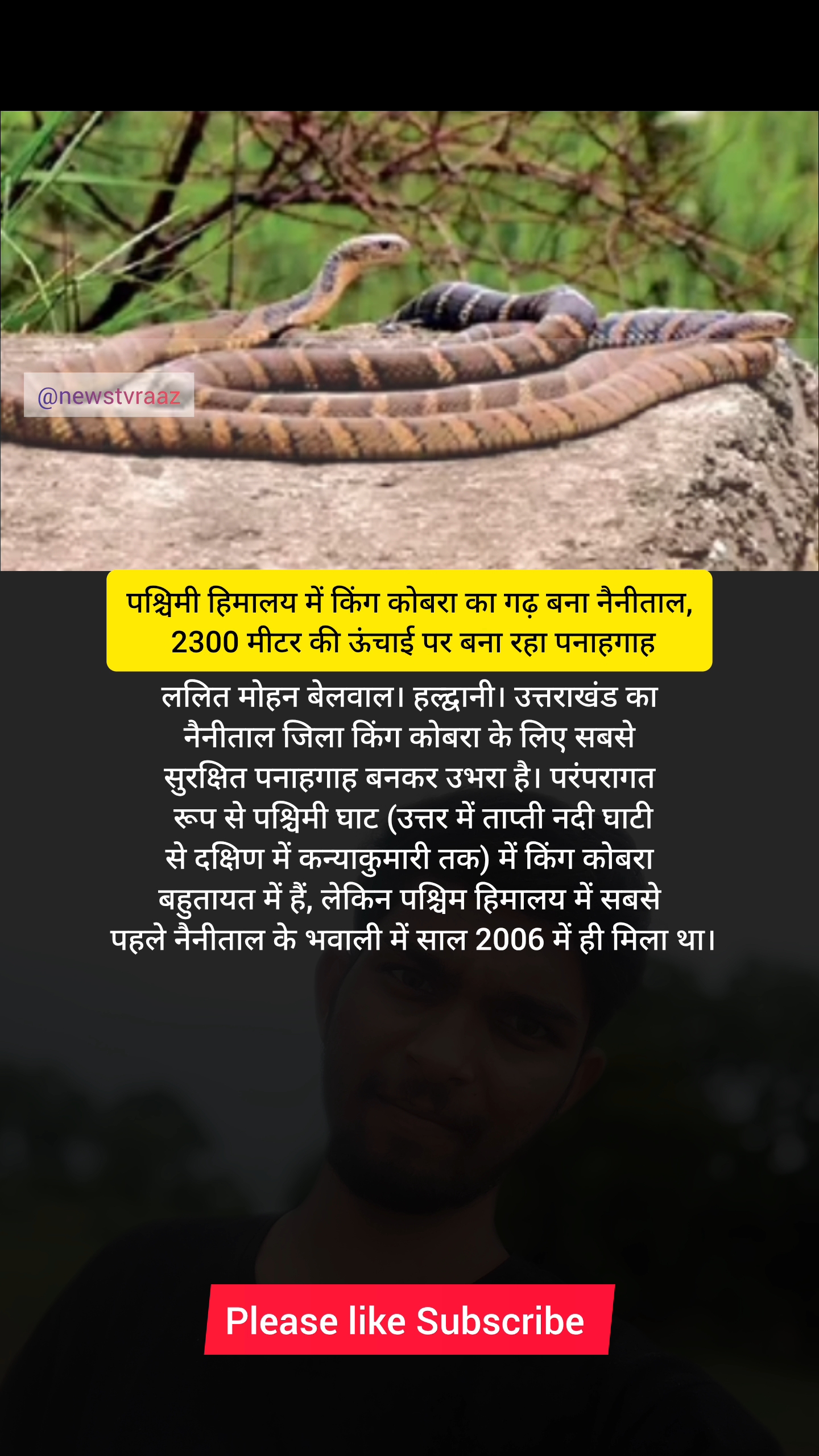 पश्चिमी हिमालय में किंग कोबरा का गढ़ बना नैनीताल, 2300 मीटर की ऊंचाई पर बना रहा पनाहगाह