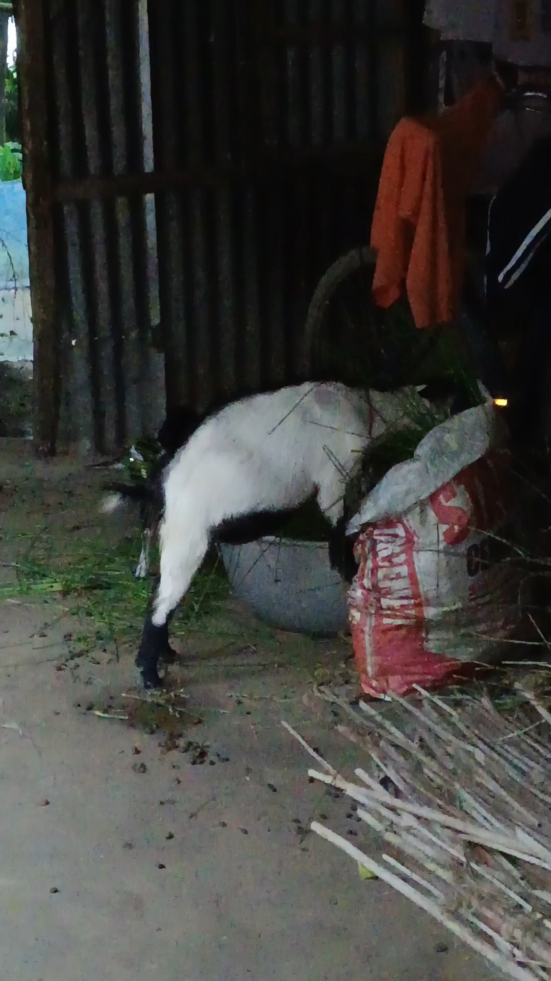Goat Grass eating