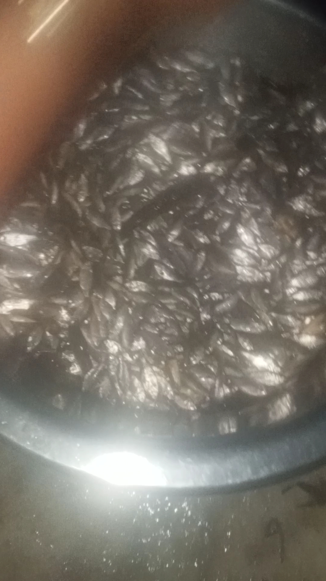 Machhli 🐟🐟🐟🐟🐟🐟🐟🐟🐟🐟