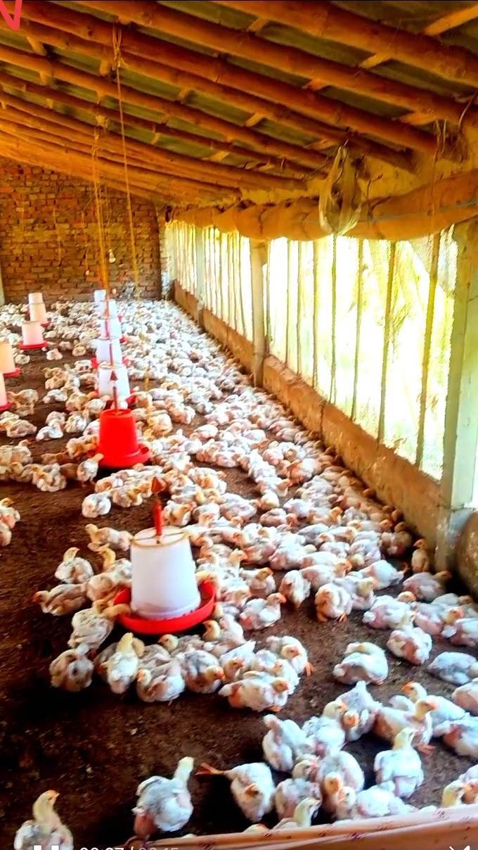 Power of poultry form