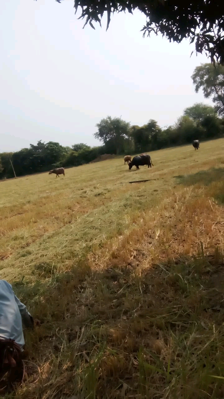 Buffalo lover boy