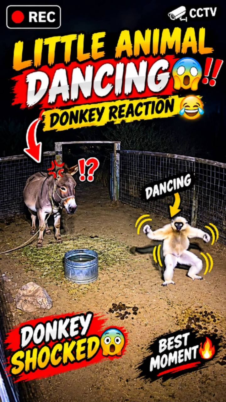 Donkey vs monkey 🐒#funny#donkey#monkey#viral