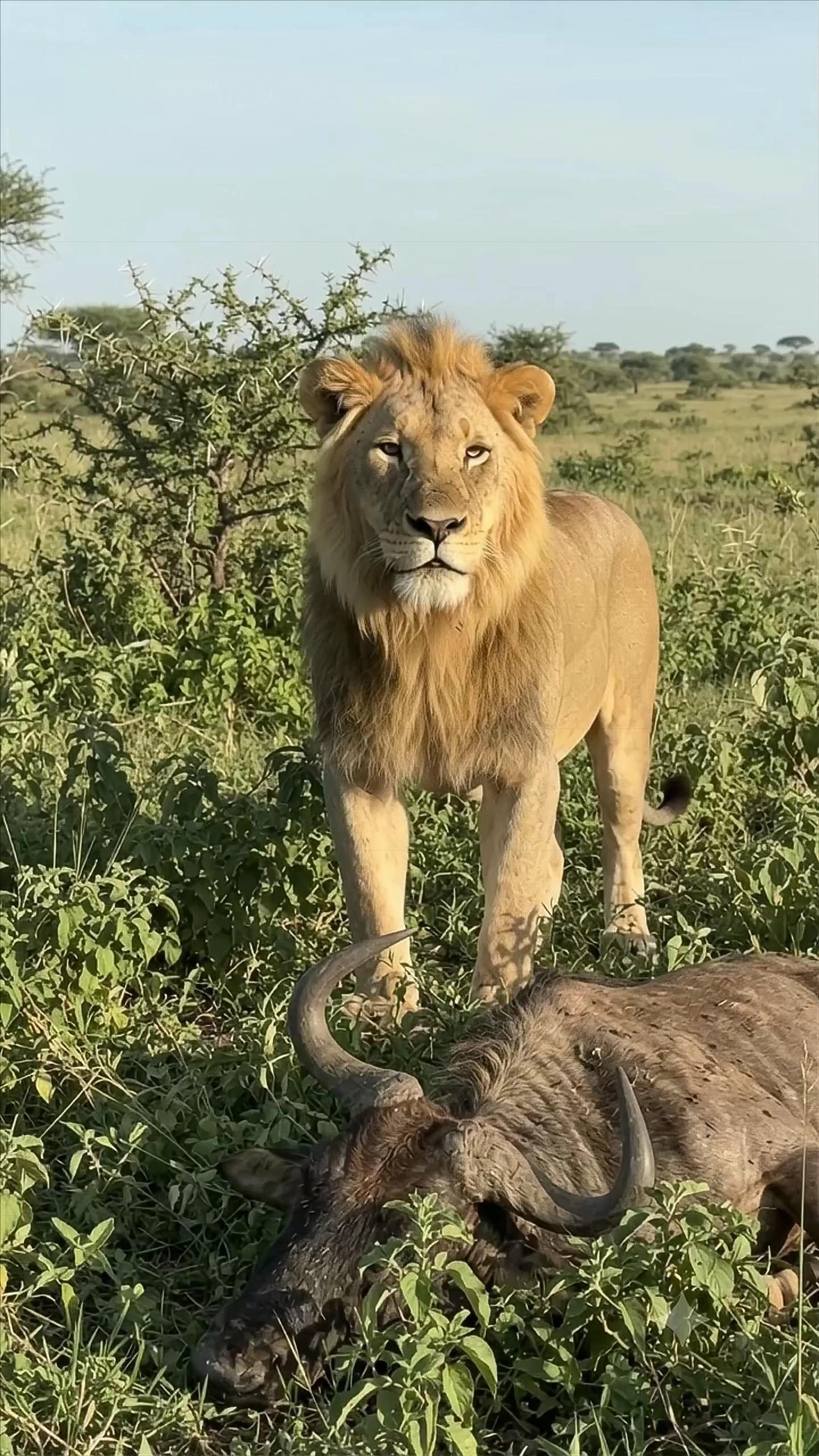 The Lion’s Incredible Sense of Smell | Nature’s Ultimate Survival Tool 🌿🔥