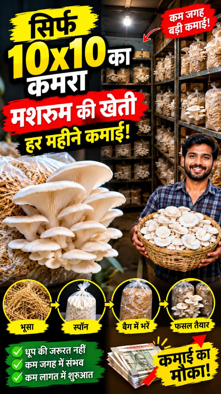 🏠 कमरे में उगाएं मशरूम 🍄 | कम जगह में शुरू करें मशरूम की खेती | Mushroom Farming