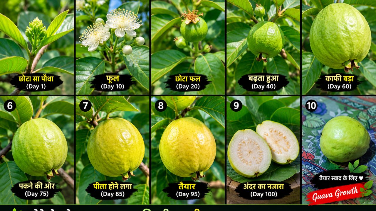 Fruit growing video ☘️