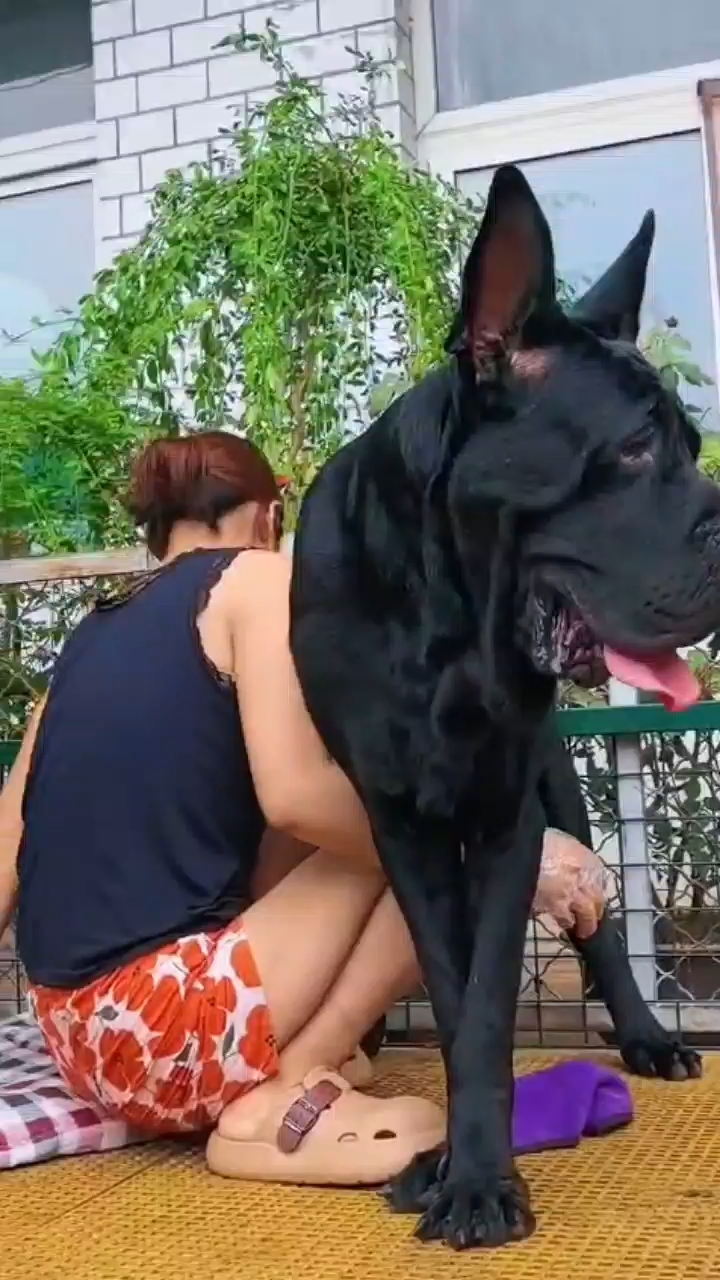 #doglover#doglife#dogloyalt#dogtraining