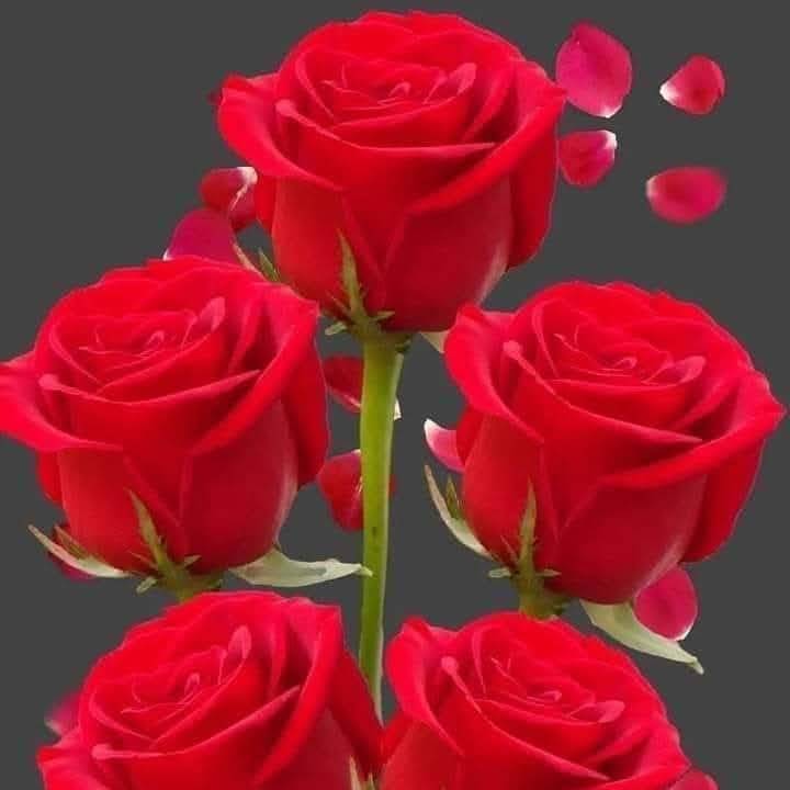 Bikash on Bideo