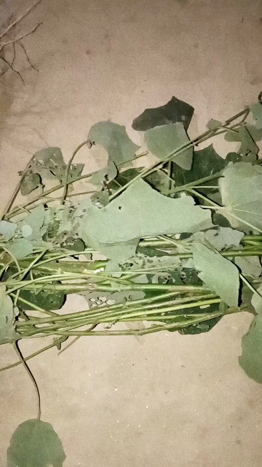 यूरेना लोबाटा (Urena lobata), जिसे आम भाषा में सीज़र वीड (Caesar weed), वन्य बला, या वन भिंडी यूरेना