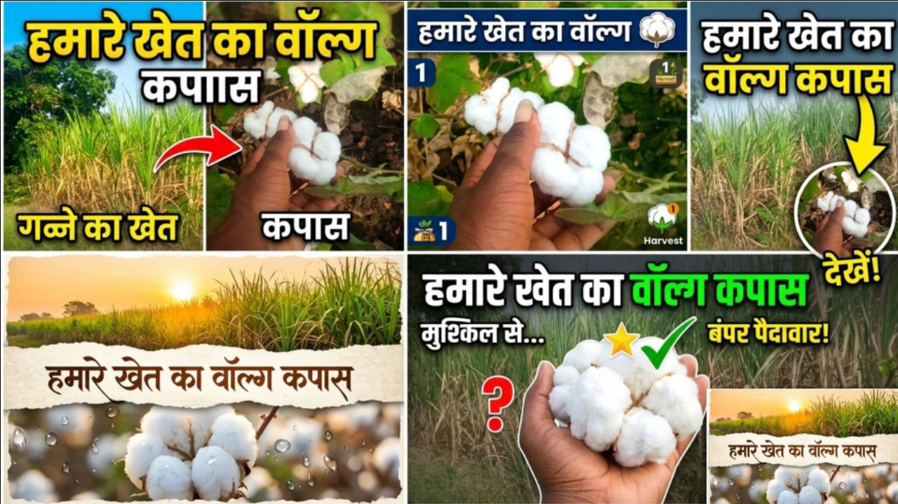 कपास की खेती: फसल से लेकर धागे तक | गन्ने के खेत में भी सैर (Kapas Ki Kheti: Fasal Se Lekar Dhage Ta