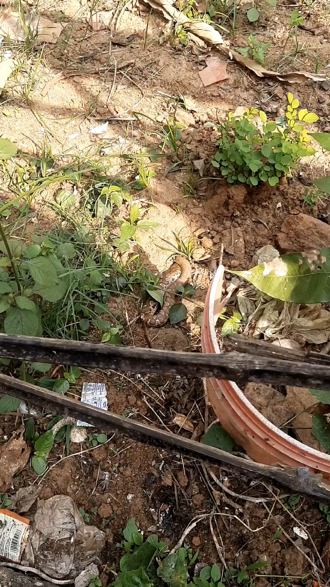 Snake in Garden