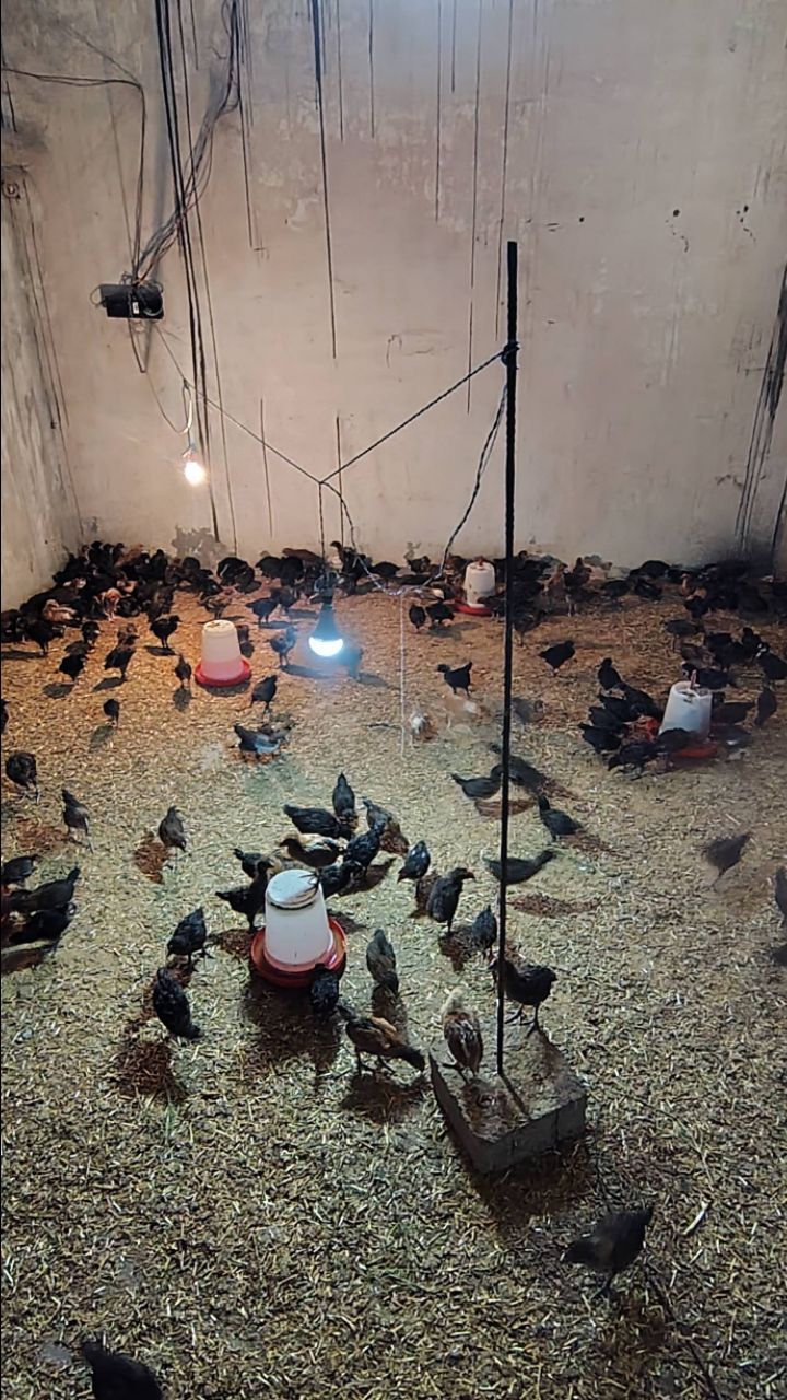 🐔 मेरे पोल्ट्री फार्म के देसी मुर्गे देखो 😍🔥 इतने सारे मुर्गे एक साथ! | Satish Poultry Farm #Shor