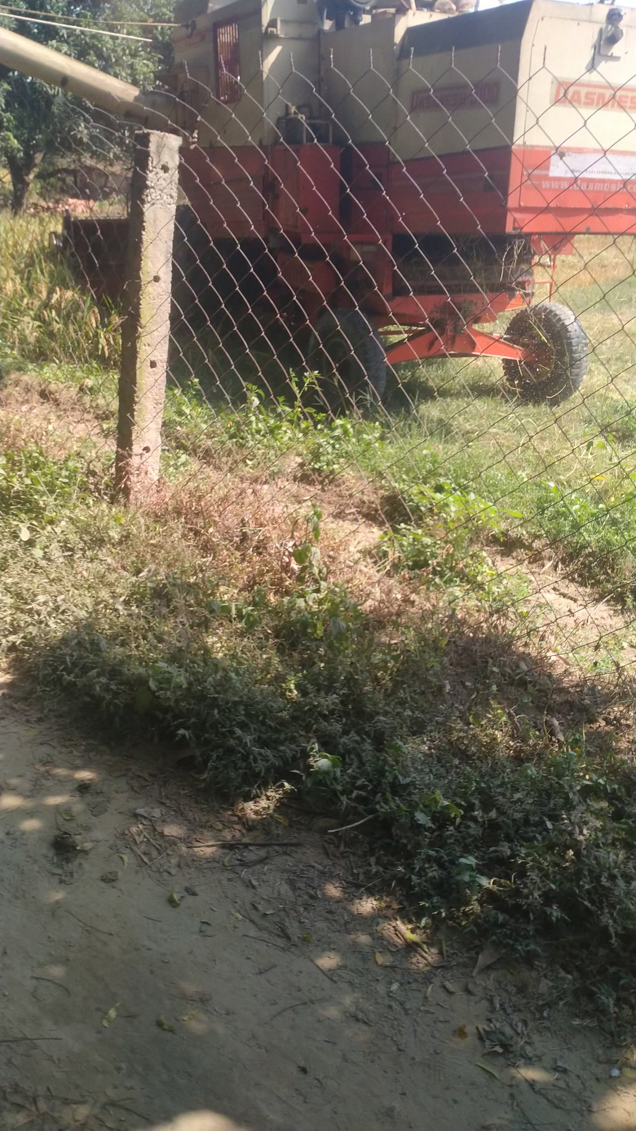 Hamare yahan dhaan ki katai ho rahi hai