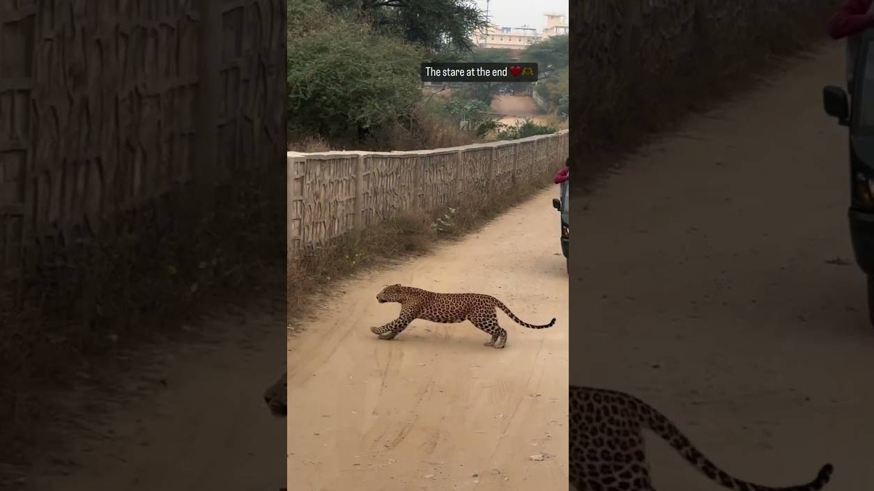 पिंजरे के तेंदुए को देख कर बहुत हंसने लगे