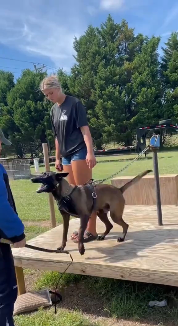 Others Good 🐕 Dog