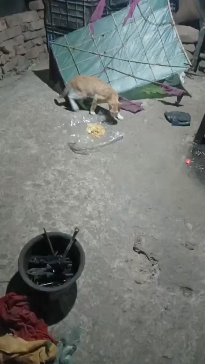 #hungry #i love cat 💯 #feeding 🥺them #humanity💔 #fypシ