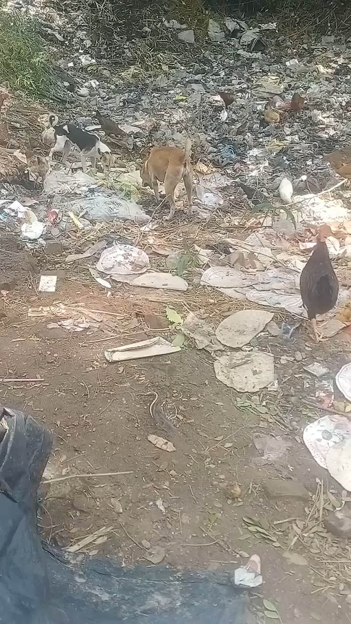 #hungry I #love dog💔 #feeding 🥺them #humanity 💯  #fypシ