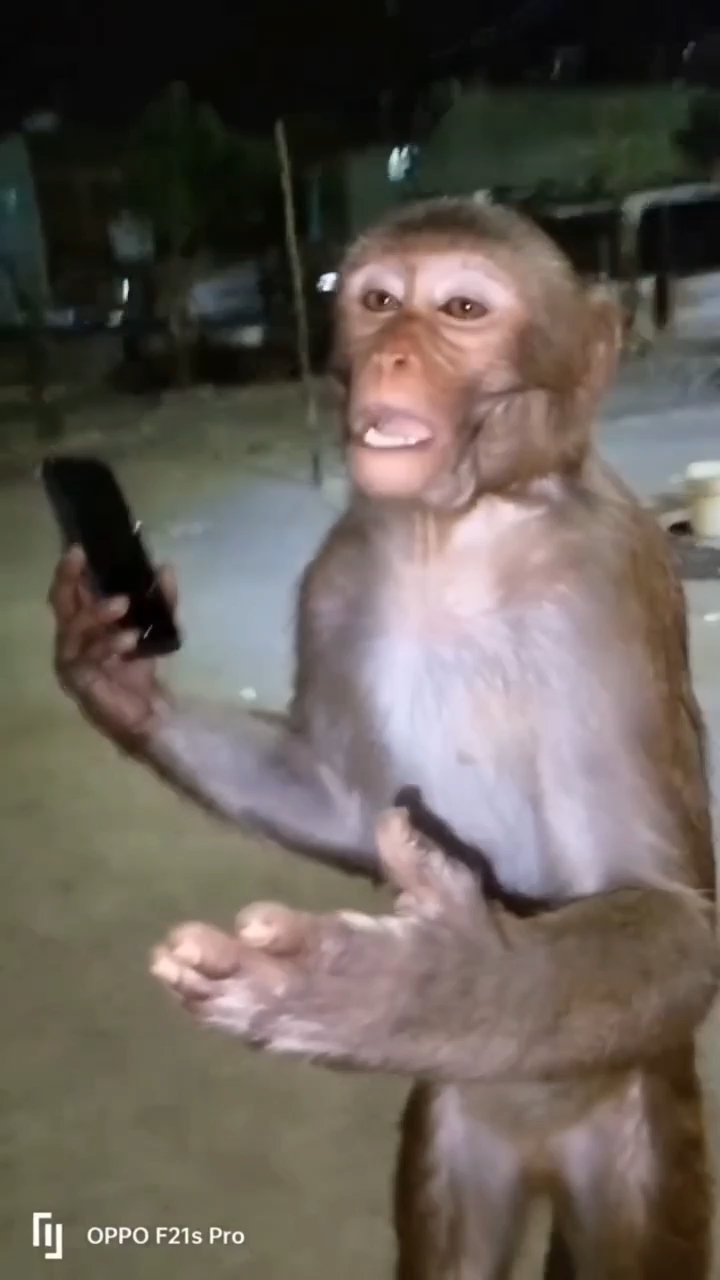 Monkey angry 😡 with phone
