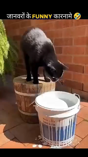 Animal ka karname