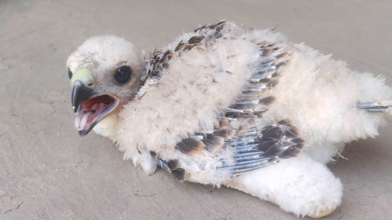 Eagle ka baccha 👍🥰