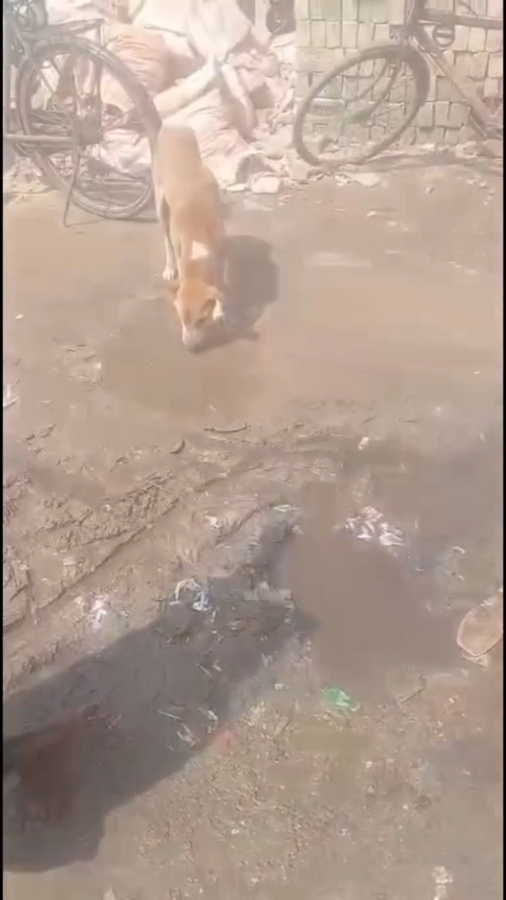 #hungry #i love dog💯 #feeding 🥺them #humanity💔 #fypシ