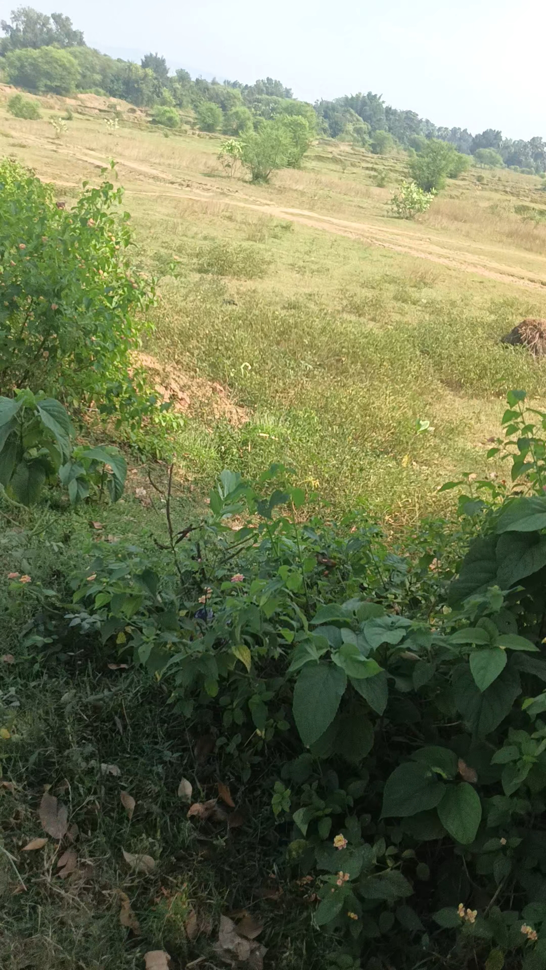 @सुभाष भाई
