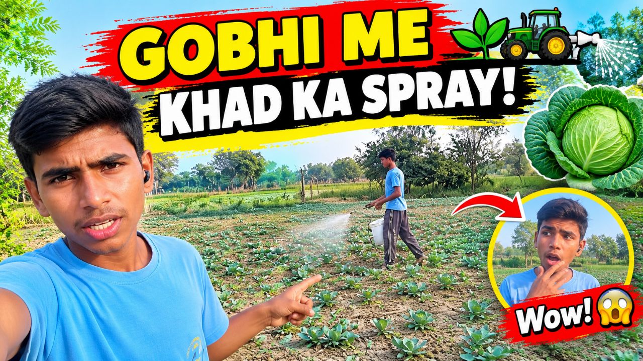 गोभी की फसल में किया खाद का छिड़काव 🌱🚜 | Cabbage Farming Vlog | Village Farming