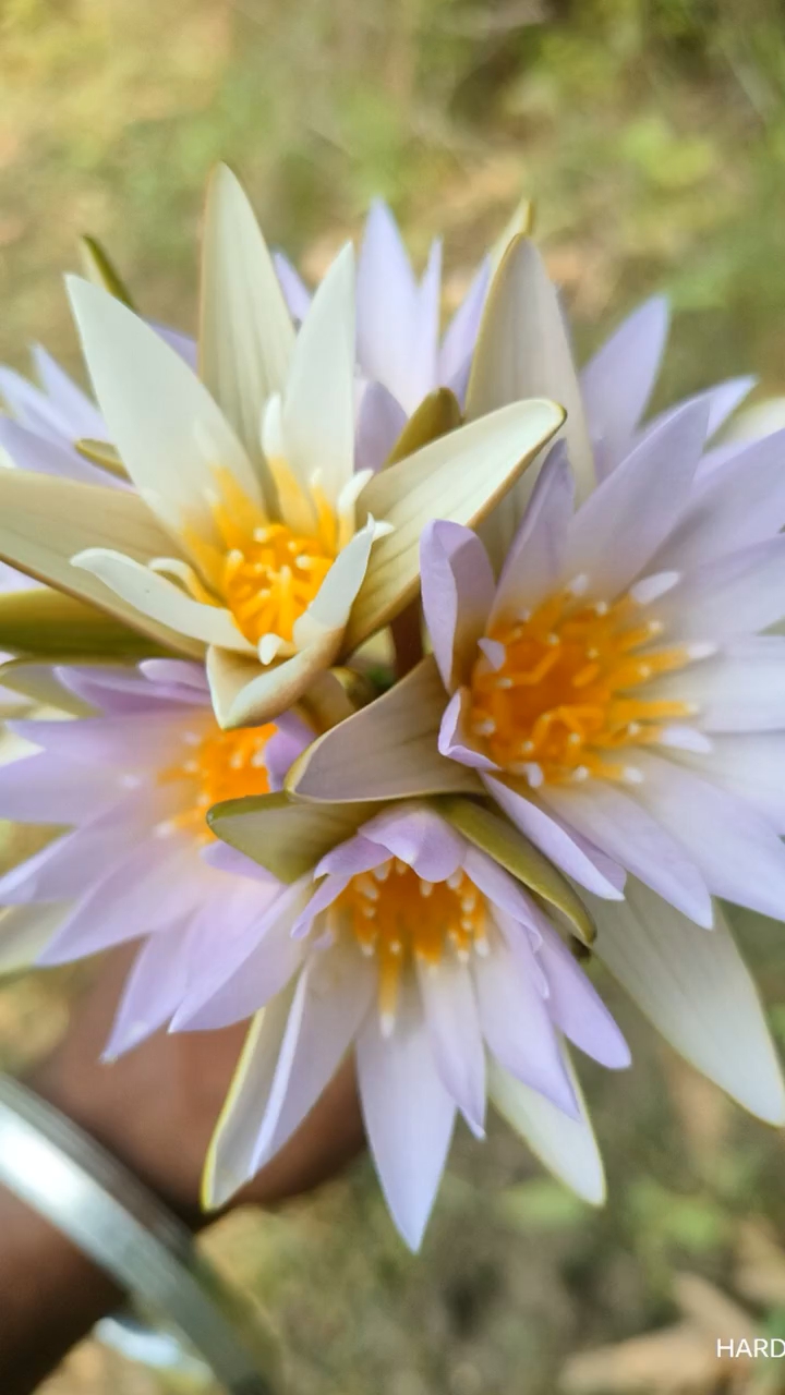 Flower 🌹 lover real flower 🌷 watch 😻 🙂‍↔️