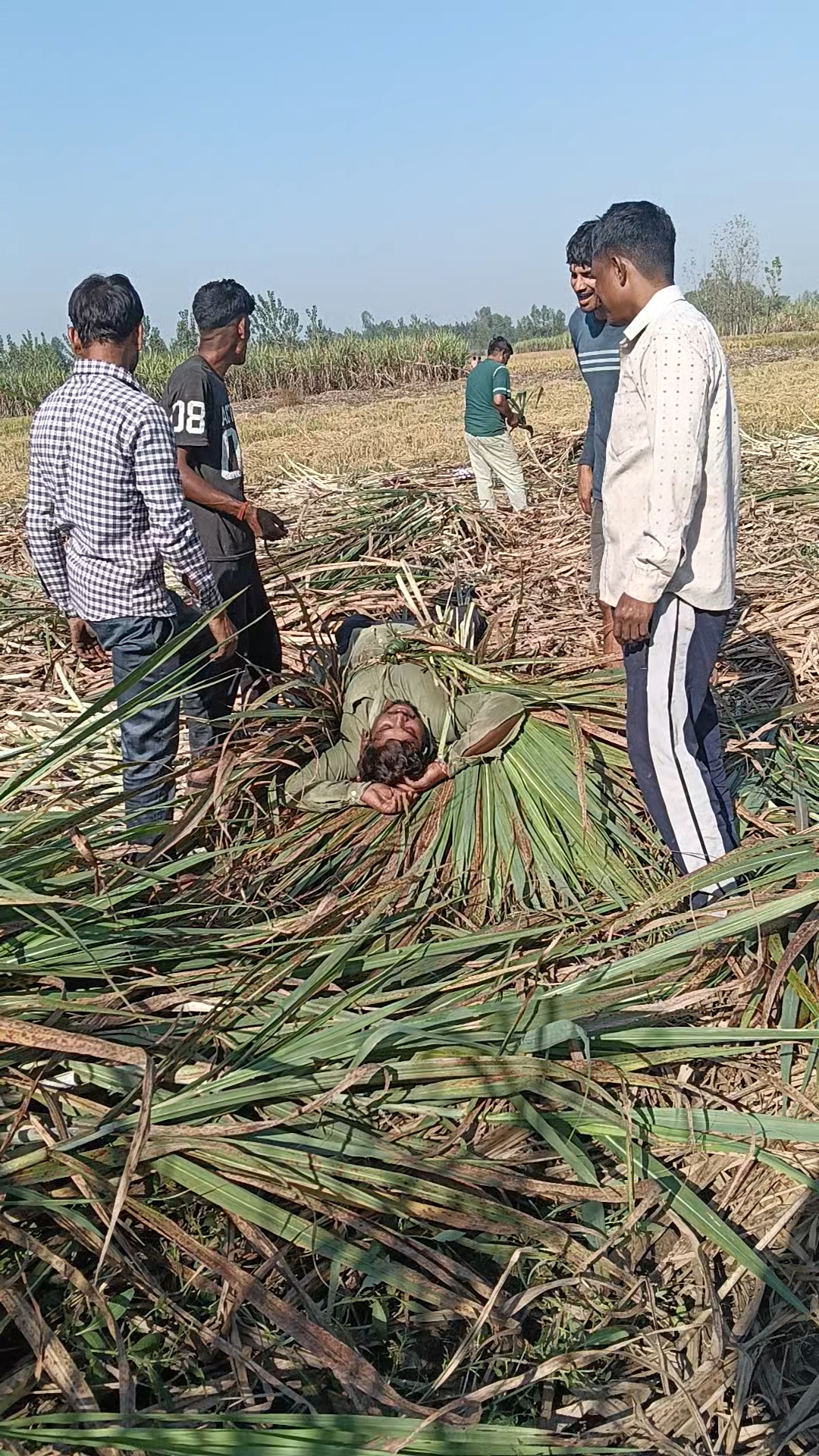 Ganne ke khet mein