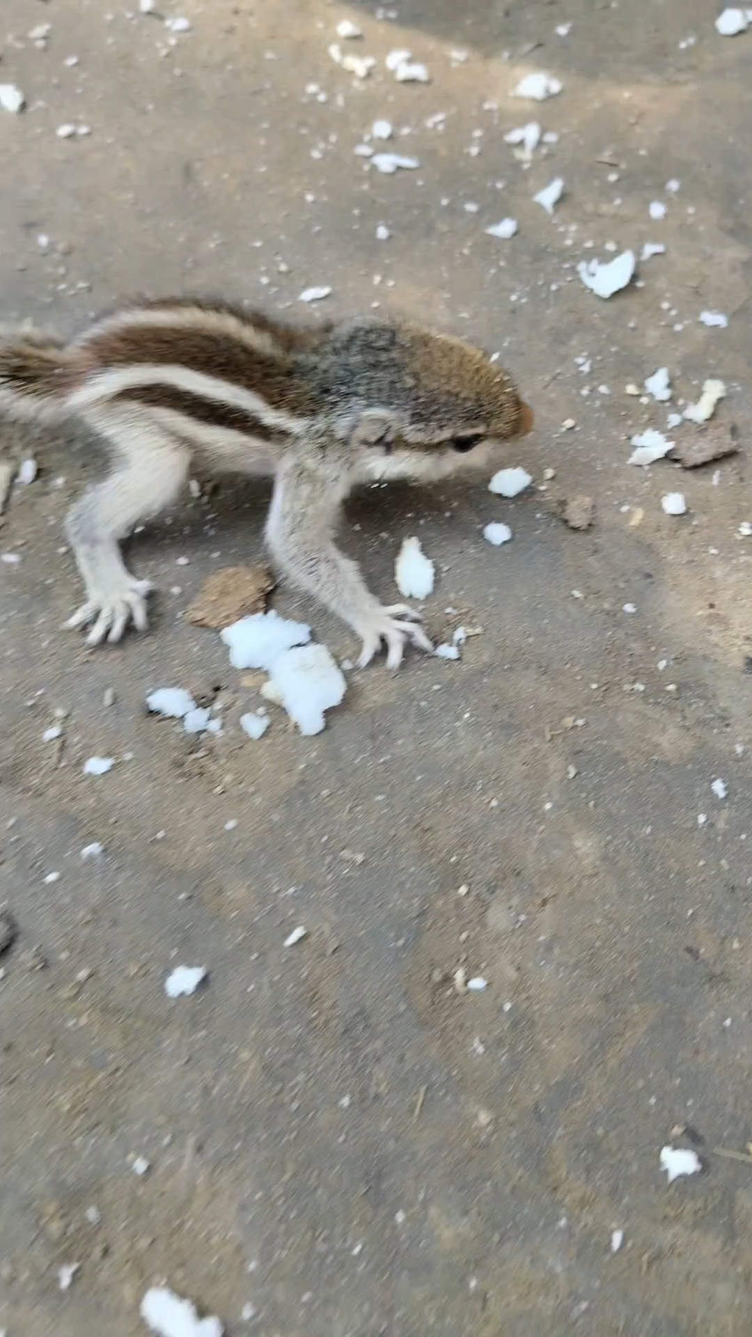Aaj Ped Se Pakdi Gilhari! 🐿️😲 Finally Caught It | Village Life Vlog