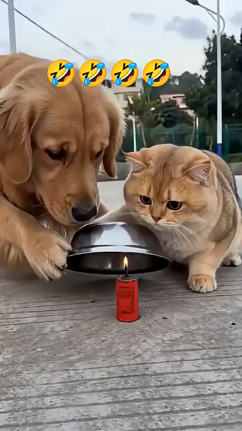 Cat dog funny 😂