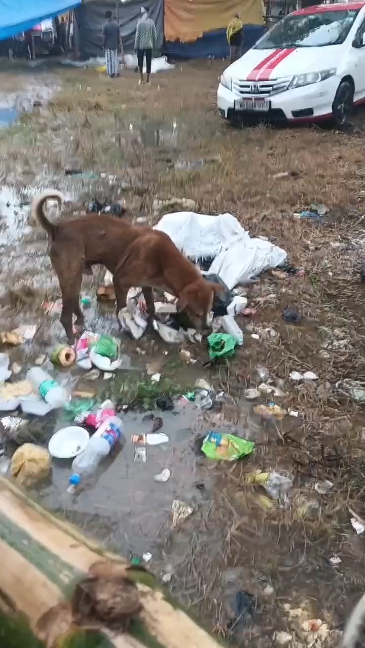 #hungry I love dog #feeding 🥺them #humanity #fypシ💔 #fbreelsvideo happiness
