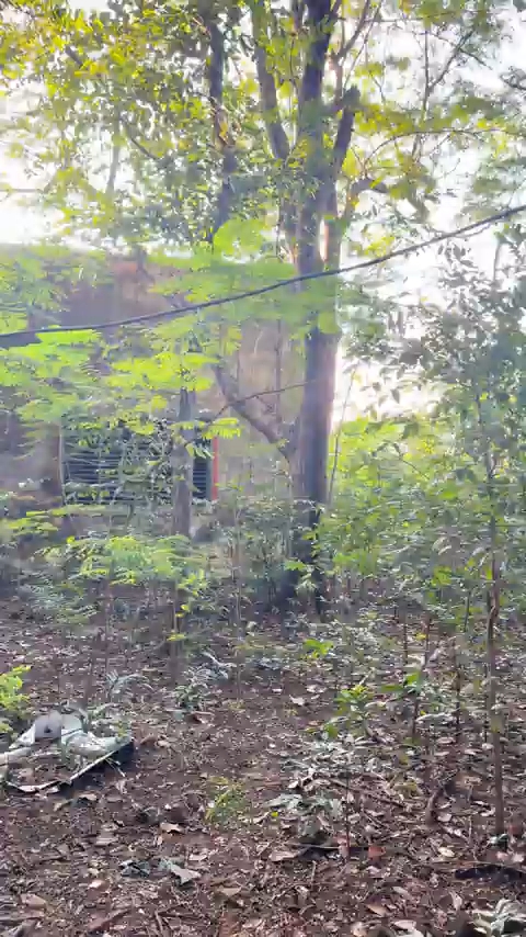 Kelvin ko pakrna mushkil hi nhi #short #video