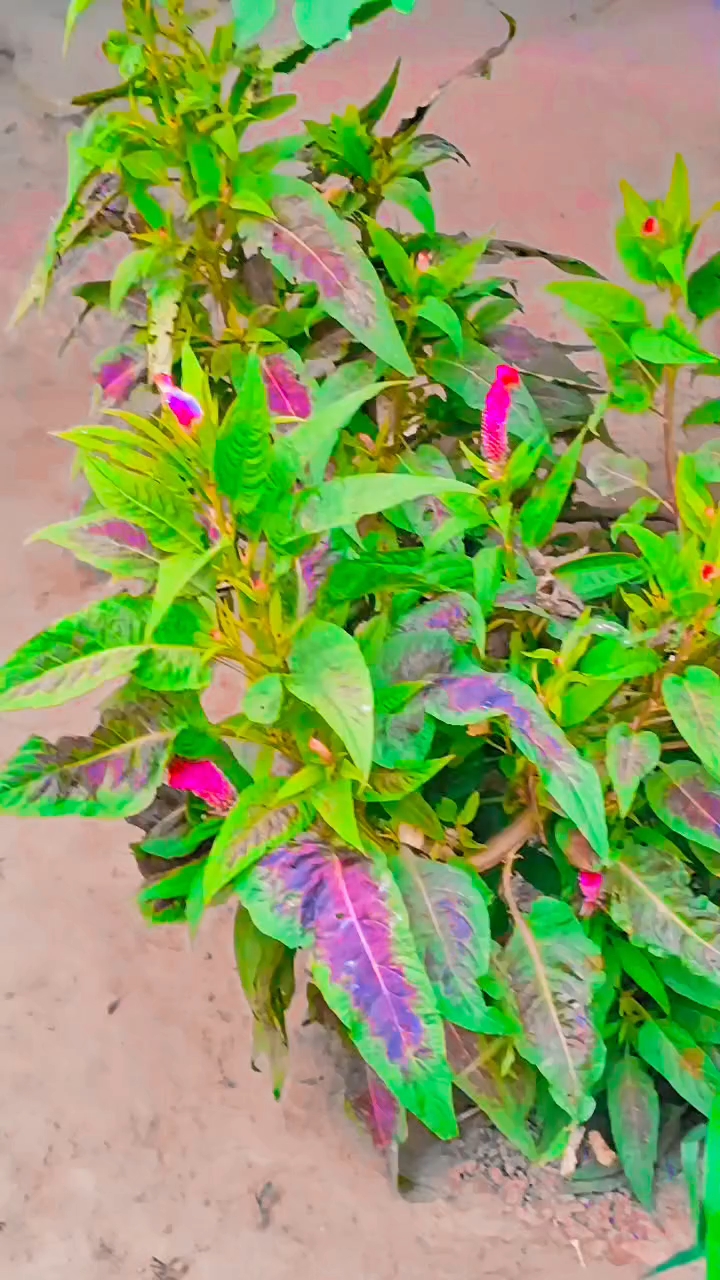 Beutiful 🌹🌹🌹🌹🌹🌹