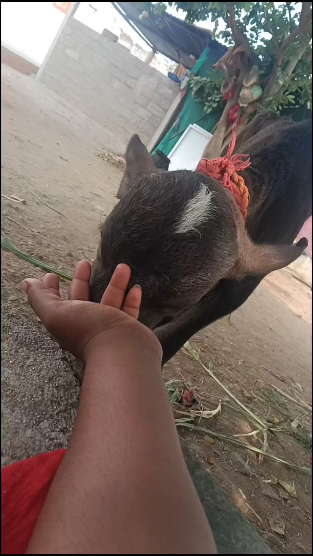 Animal love 💕💕#animal #love #emotional #viral #video