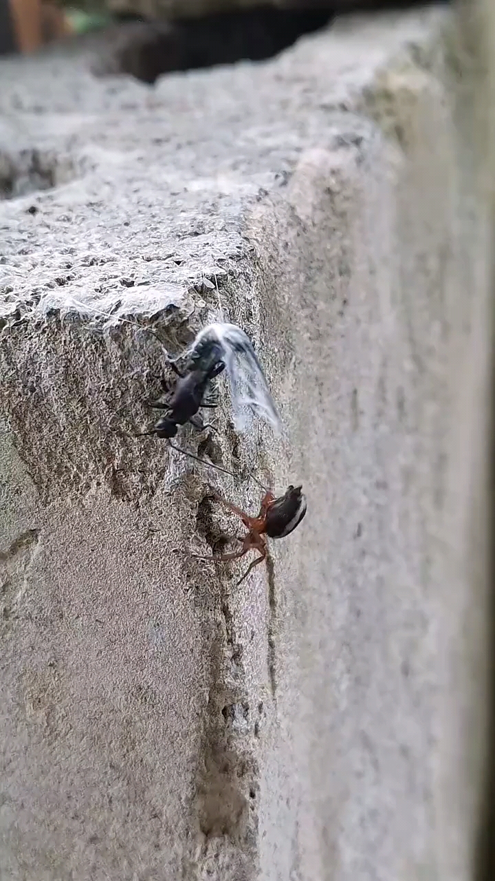 Spider attack
