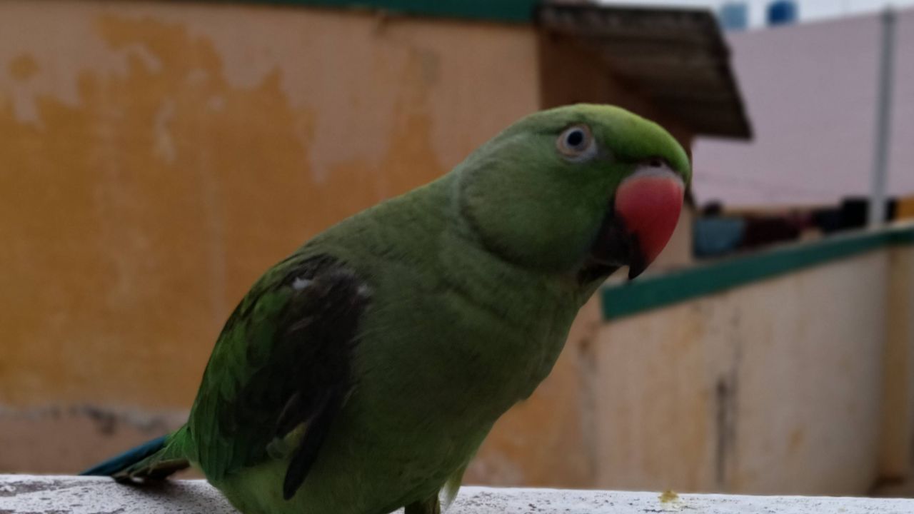 Mithu mama
