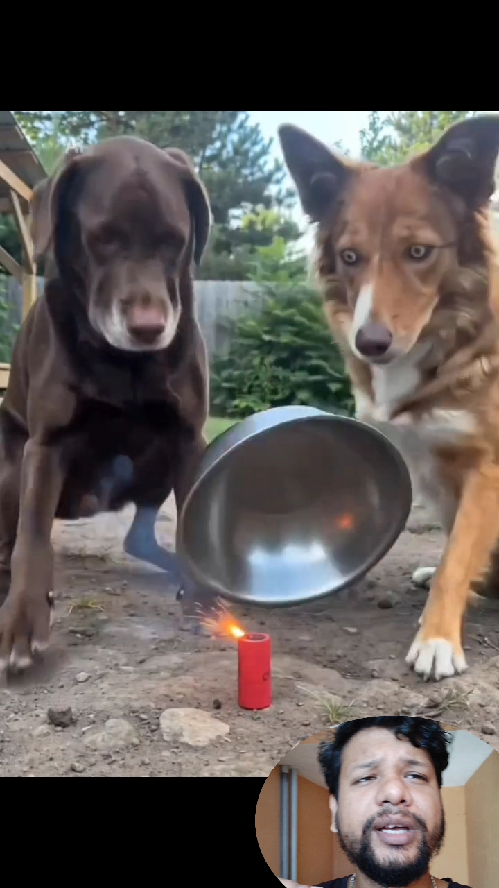 Funny short video 🤣