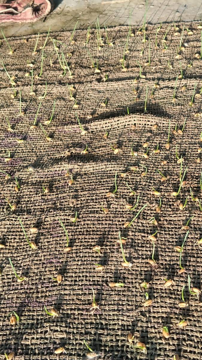 Baby boy