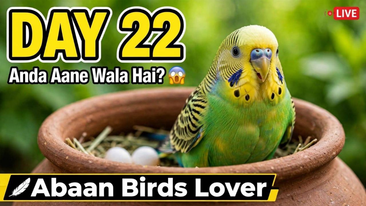 DAY01 Finally Anda Aane Wala Hai?😱 Matki Me Halchal Tez  Budgies Breeding Journey  Abaan Birds Love