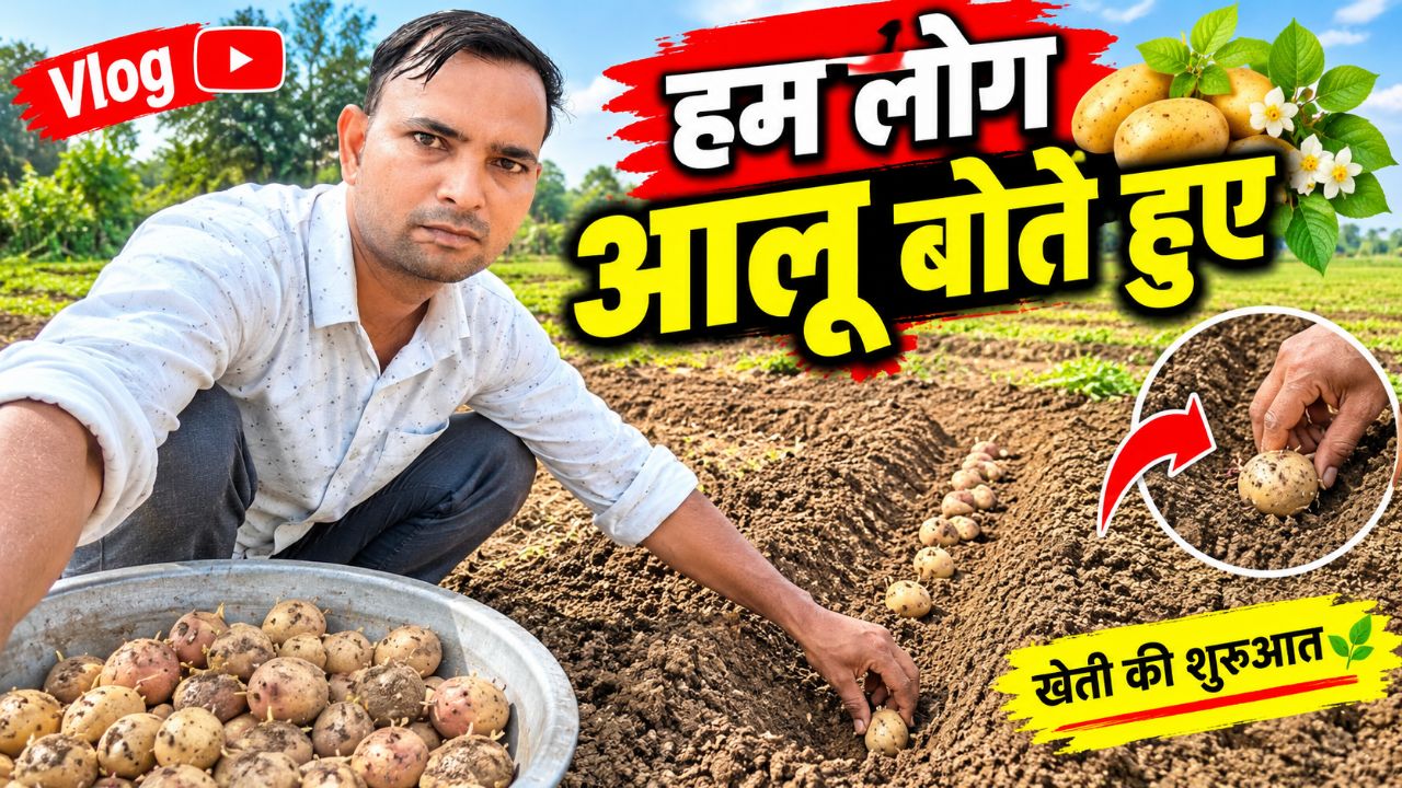 Ham aalu bota huva #vlog