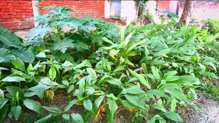 🌾😍 धान के हरे-भरे खेतों का खूबसूरत नज़ारा ❤️ | गाँव की असली जिंदगी 🌿 |