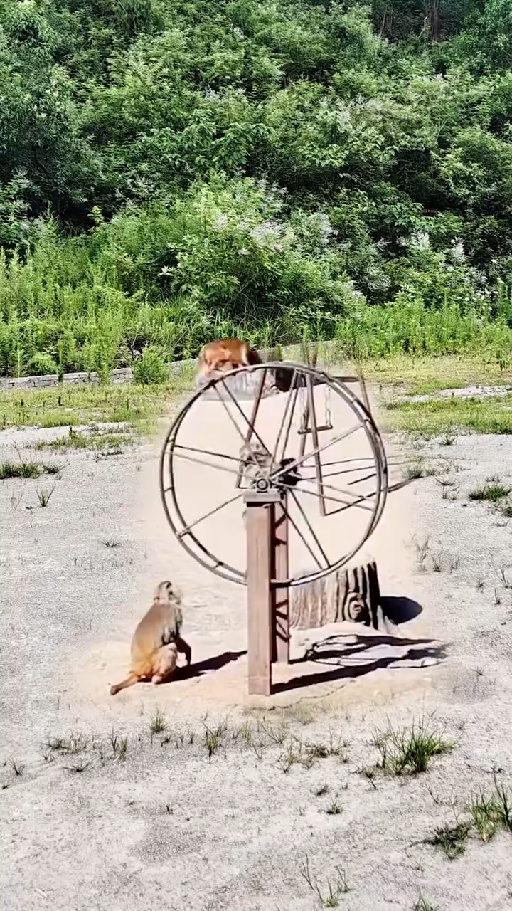 Monkey comedy #bideo